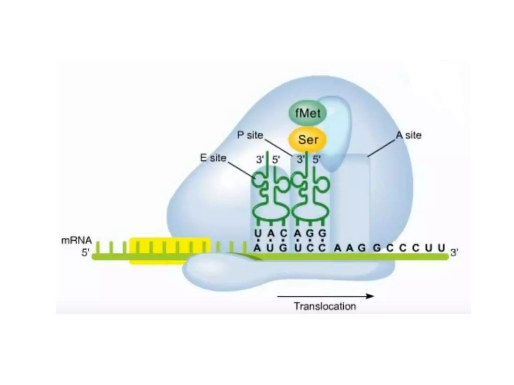 Translation in prokaryotes and eukaryotes | PPTX