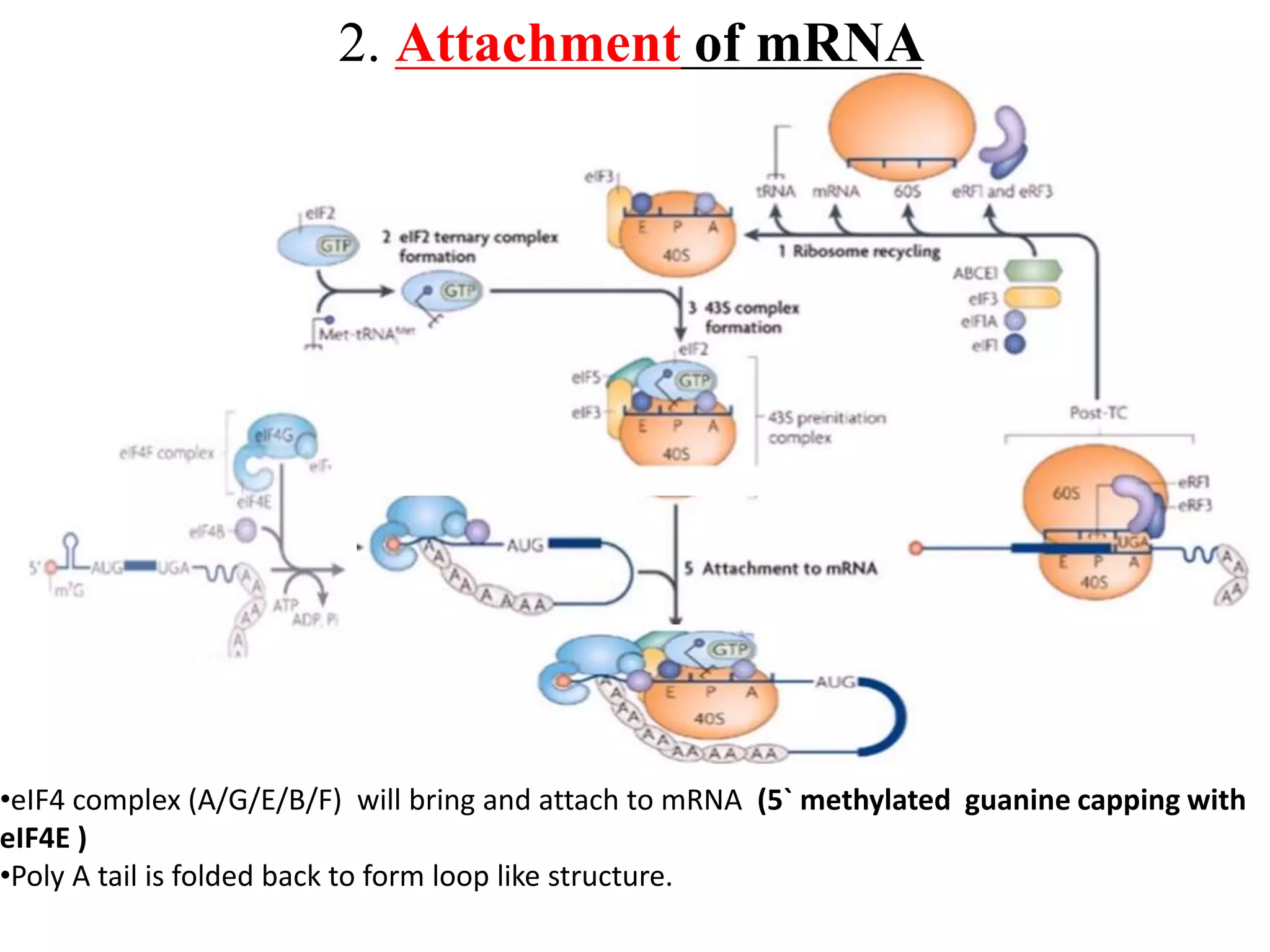 Translation in prokaryotes and eukaryotes | PPTX