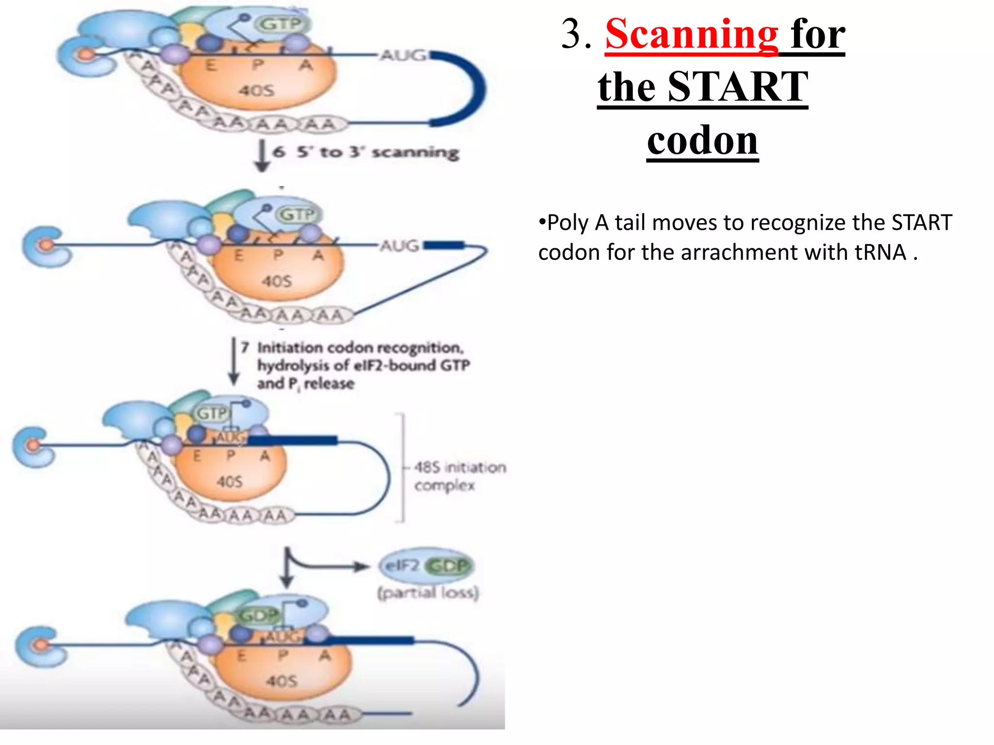 Translation in prokaryotes and eukaryotes | PPTX