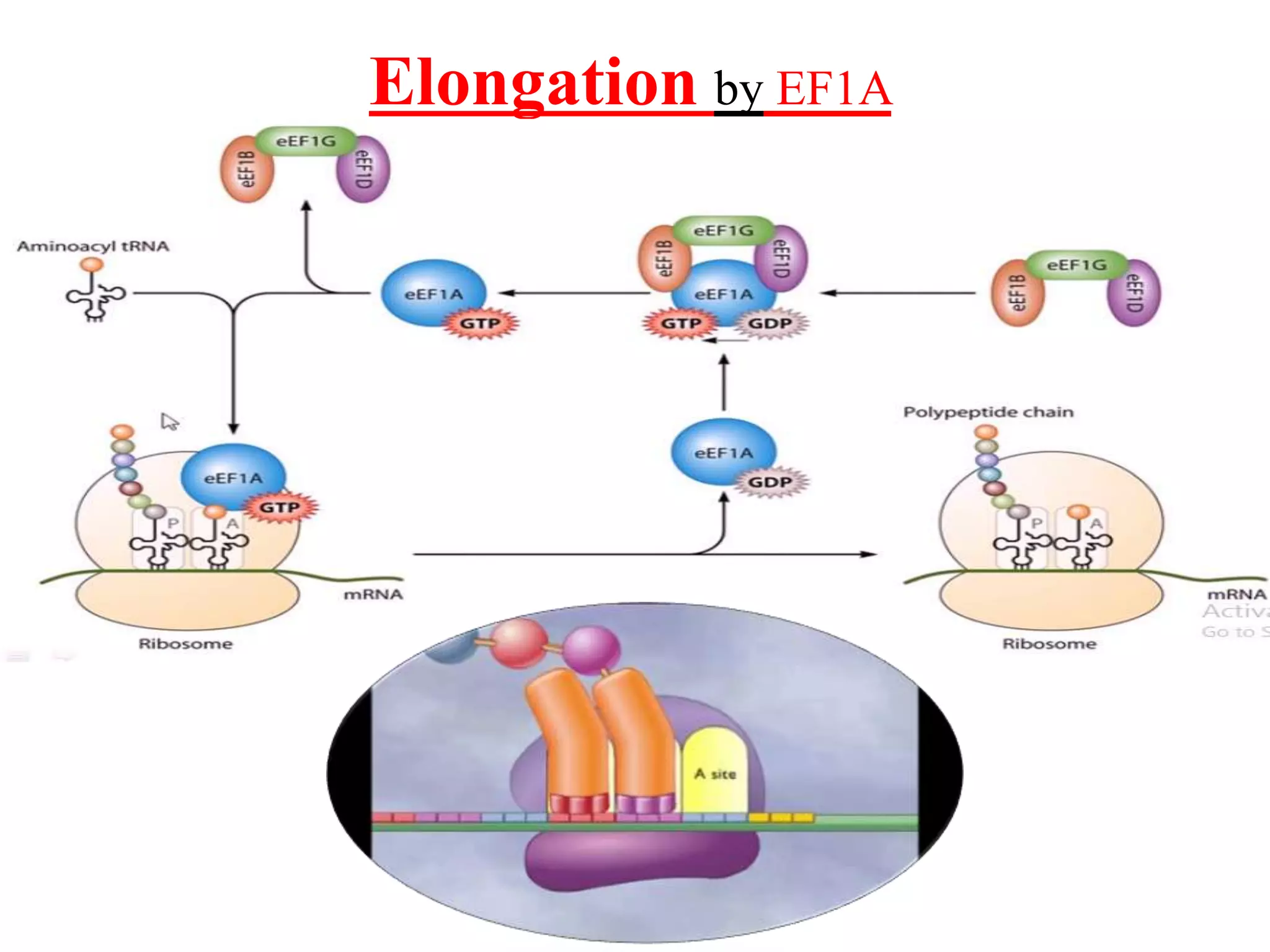 Translation in prokaryotes and eukaryotes | PPTX