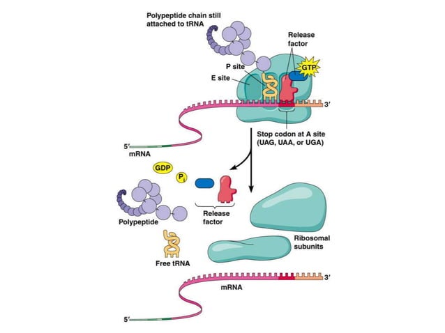 Translation in prokaryotes and eukaryotes | PPTX