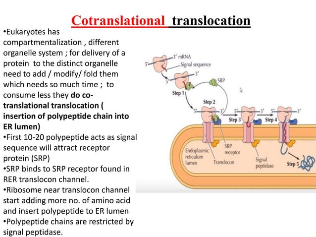 Translation in prokaryotes and eukaryotes | PPTX