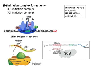 Translation in prokaryotes and eukaryotes | PPTX