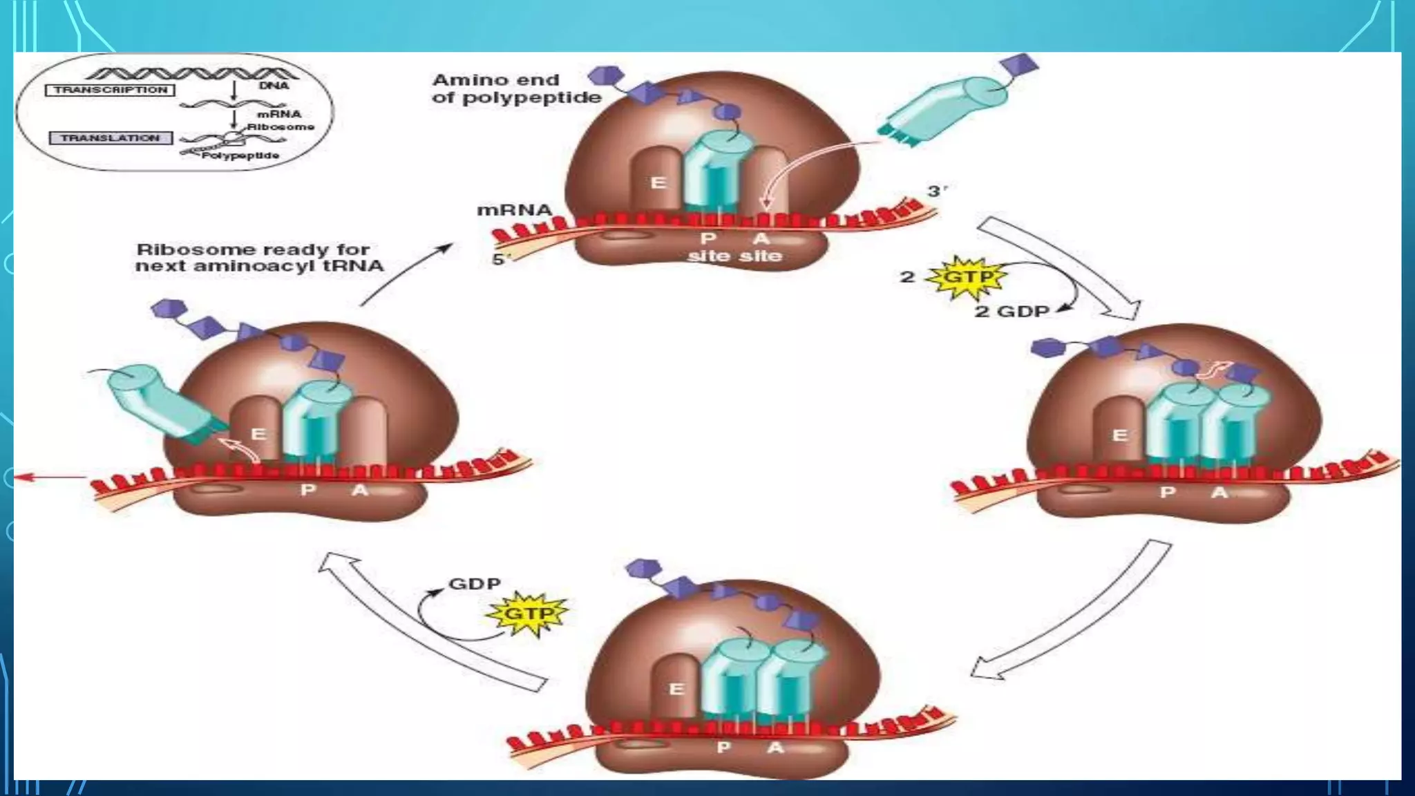 Translation in prokaryotes and eukaryotes | PPTX