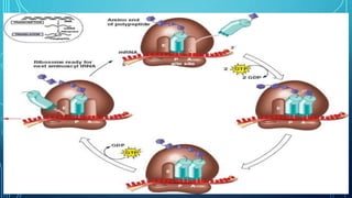 Translation in prokaryotes and eukaryotes | PPTX