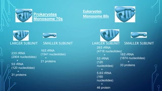 Translation in prokaryotes and eukaryotes | PPTX