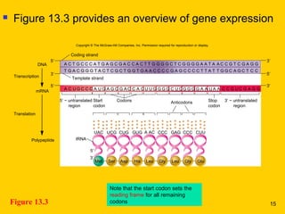 Figure 13.3
 Figure 13.3 provides an overview of gene expression
Note that the start codon sets the
reading frame for all remaining
codons
5′
Template strand
Coding strand
Transcription
3′
Translation
DNA
mRNA
tRNAPolypeptide
5 untranslated′ −
region
3 untranslated′ −
region
Start
codon
Codons Anticodons
3′
3′
5′
5′
A C T G C C C A T G G G G C TC G A CA G GC G G G A A T A A C C G T C G A G G
G G C A G C T C C
C C G U C G A G G
T T GC A C
T G A C G G G T A C C C C G AG C T GT C CG C C C T T A T TA A CG T G
5′ 3′
A C U G C C C A U G G G G C UC G A CA G GC G G G A A U A AU U GC A C
Met Gly LeuSer Asp Gly GluHis Leu
Stop
codon
UAC CCC GAGUCG CUG CCC CUUGUG A AC
Copyright © The McGraw-Hill Companies, Inc. Permission required for reproduction or display.
15
 