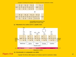 Figure 13.6 Copyright ©The McGraw-Hill Companies, Inc. Permission required for reproduction or display
(a) Attachment of an amino acid to a peptide chain
(b) Directionality in a polypeptide and mRNA
H H H H H
H3N+
H3N+
H3N+
H3N+
C C C CN C C C+
+
N
R1 R2O O
O–
O–
R3 R4O
C
O
H H H H H H
Last peptide bond formed in the
growing chain of amino acids
H O–
O–
H2OC C C CN C CN C CN
R1 R2O O R3 R4O O
H HO
H3C
Amino
terminal
end
Carboxyl
terminal
end
Methionine Serine
Peptide bonds
Sequence in mRNA
Valine
CH2
CH3
CH3
CH2
CH2
OH
CH
S
C C CN
H
O
C CN C
H O H
Cysteine
CH2
SH
CN
H
O
C
Tyrosine
CH2
OH
H
CN C
H O
H
5′ 3′A U G A G C GU U U A C U G C
Copyright © The McGraw-Hill Companies, Inc. Permission required for reproduction or display.
H
17
 