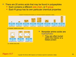Figure 13.7 Copyright ©The McGraw-Hill Companies, Inc. Permission required for reproduction or display
 There are 20 amino acids that may be found in polypeptides
 Each contains a different side chain, or R group
 Each R group has its own particular chemical properties
 Nonpolar amino acids are
hydrophobic
 They are often buried
within the interior of a
folded protein
H
H
Glycine (Gly) G
(a) Nonpolar, aliphatic amino acids
H3N C COO–
CH3 CH3
CH
H
Alanine (Ala) A
H3N COO–
CH3 CH3
CH
CH2
H
Valine (Val) V
H3N C COO–
+
CH2CH2
CH2
H
Proline (Pro) P
H2N C COO–
+
CH2
CH3
CH3 CH
H
Leucine (Leu) L Methionine (Met) M
H3N C COO–
+
Cysteine (Cys) C
+
CH2
SH
H
H3N C COO–
CH2
CH2
CH3
S
H
H3N C COO–
+
H
Isoleucine (Ile) I
H3N C COO–
+
(b) Aromatic amino acids
Phenylalanine (Phe) F Tyrosine (Tyr) Y
H
H3N C COO–
+
CH2
H
H3N C COO–
+
CH2
OH
Tryptophan (Trp) W
H
H3N C COO–
+
CH2
N
H
Copyright © The McGraw-Hill Companies, Inc. Permission required for reproduction or display.
+
CH3
C
+
18
 