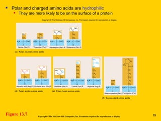 Figure 13.7 Copyright ©The McGraw-Hill Companies, Inc. Permission required for reproduction or display
 Polar and charged amino acids are hydrophilic
 They are more likely to be on the surface of a protein
(c) Polar, neutral amino acids
Serine (Ser) S Threonine (Thr) T
H
H3N C COO–
+
CH2
OH
H
HCOH
H3N C
CH3
COO–
+
H
Glutamine (Gln) Q
H3N C COO–
+
CH2
C
O NH2
H
Asparagine (Asn) N
H3N C COO–
+
CH2
CH2
C
O NH2
H
Glutamic acid (Glu) E
H3N C COO–
+
CH2
C
O O–
H
Aspartic acid (Asp) D
H3N C COO–
+
CH2
CH2
C
O O–
(d) Polar, acidic amino acids (e) Polar, basic amino acids
Histidine (His) H
H
H3N C COO–
+
+
+ +
CH2
NH
HN
Lysine (Lys) K
H
H3N C COO–
+
CH2
CH2
CH2
CH2
NH3
Arginine (Arg) R
H
H3N C COO–
+
CH2
CH2
CH2
C
NH
NH2
NH2
(f) Nonstandard amino acids
Selenocysteine (Sec)
H
H3N C COO–
+
CH2
SeH
N
CH3
Pyrrolysine (Pyl)
H
H3N C COO–
+
CH2
CH2
CH2
CH2
NH
C O
Copyright © The McGraw-Hill Companies, Inc. Permission required for reproduction or display.
19
 