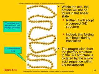 Lys
NH3
+
1
10
20
30
40
50
60
70
80
90
100
110
120
129
Val
Phe Gly Arg Cys Glu
Leu
Ala
Ala
Ala
Met
Lys
Arg
His
GlyLeuAspAsnTyrArgGlyTyr
Ser
Thr
Asp
Tyr Gly
Leu
Asn
SerGluPheLysAlaAlaCysValTrp
Asn
Leu
Gly
Phe
Asn
ThrGin
Ala
ThrAsnArgAsn
Thr
Asp
Gly
Ser
lle
Gln
lle
Asn
Ser
Arg Trp
Trp
Cys
Asn
Asp
Gly
ArgThrProGlySerArgAsnLeu
Cys
Asn
lle
Pro
Cys
Ser Ala Leu
Leu
Ser
Ser
Asp
lle
Thr
Arg Asn
Arg
Cys
Lys
Gly
Thr
Asp
AlaTrp ValAla
Asn
Met
Gly
Asp
Gly
Asp Ser Val lle Lys Lys Ala Cys
Asn
Val
Ser
Ala
Val
GlnAlaTrplleArgGlyCys
Arg
Leu
Trp
COO–
Copyright © The McGraw-Hill Companies, Inc. Permission required for reproduction or display.
Figure 13.8
The amino acid
sequence of the
enzyme lysozyme
129 amino acids
long
 Within the cell, the
protein will not be
found in this linear
state
 Rather, it will adopt
a compact 3-D
structure
 Indeed, this folding
can begin during
translation
 The progression from
the primary structure
to the 3-D structure is
dictated by the amino
acid sequence within
the polypeptide
Copyright ©The McGraw-Hill Companies, Inc. Permission required for reproduction or display 21
 