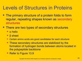 Copyright ©The McGraw-Hill Companies, Inc. Permission required for reproduction or display
 The primary structure of a protein folds to form
regular, repeating shapes known as secondary
structures
 There are two types of secondary structures
 α helix
 β sheet
 Certain amino acids are good candidates for each structure
 These secondary structures are stabilized by the
formation of hydrogen bonds between atoms located in
the polypeptide backbone
 Refer to Figure 13.9
Levels of Structures in Proteins
22
 