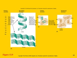 Figure 13.9 Copyright ©The McGraw-Hill Companies, Inc. Permission required for reproduction or display
α helix
β sheet
Primary
structure
Secondary
structure
Quaternary
structure
Tertiary
structure
Protein
subunit
Ala C
O
C
C
C
C
O
O
Val
Phe
Glu
Tyr
Leu
Iso
Ala
H
N
NH3
+
NH3
+
COO–
COO–
NH3
+
COO–
H
N
C
C
C
C O
O
HH
NN
H
N
C
C
C
C
C
C
O
O
C
O
H
H
N
NN
Depending on
the amino acid
sequence,
some regions
may fold into
an helix orα
sheet.β
Two or more
polypeptides
may associate
with each other.
Regions of
secondary
structure and
irregularly shaped
regions fold into a
three-dimensional
conformation.
C
C
C C
O
H
H
N
N
N
C
C
C
C C
C
O
O
H
H
N
C
C C
O
N
C
C C
O
NC
O
HC
C
C
O
O
H
H
NC
HC
C
O
H
N
O
C
C
HC
C
O
H
C
C
O
H
C
C
O
H
(a)
(b)
(c)
(d)
H
C
O
O C
H
H
H
O C
Copyright © The McGraw-Hill Companies, Inc. Permission required for reproduction or display.
24
 