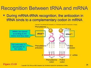 Copyright ©The McGraw-Hill Companies, Inc. Permission required for reproduction or display
 During mRNA-tRNA recognition, the anticodon in
tRNA binds to a complementary codon in mRNA
Recognition Between tRNA and mRNA
Figure 13.10
tRNAs are named
according to the
amino acid they bear
The anticodon is
anti-parallel to
the codon
Phenylalanine
tRNAPhe
tRNAPro
Phenylalanine
anticodon
Phenylalanine
codon
Proline
codon
A G
Proline
Proline
anticodon
U C
3 mRNA′5′
Copyright © The McGraw-Hill Companies, Inc. Permission required for reproduction or display.
G CA G
U C C G
28
 