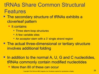 Copyright ©The McGraw-Hill Companies, Inc. Permission required for reproduction or display
 The secondary structure of tRNAs exhibits a
cloverleaf pattern
 It contains

Three stem-loop structures

A few variable sites

An acceptor stem with a 3’ single strand region
 The actual three-dimensional or tertiary structure
involves additional folding
 In addition to the normal A, U, G and C nucleotides,
tRNAs commonly contain modified nucleotides
 More than 80 of these can occur
tRNAs Share Common Structural
Features
29
 
