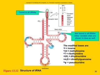 Anticodon
U
G
G
C
G
A
A
UH2
UH2 UH2
30
10
19
40
60
70
Acceptor stem
50
U
I C
mI
P
G
PO4
OH
U
U
A
G
C
P
T
m2G
A
C
C
3′
5′
A
C
C
NH3
+
C R
C O
H
O Covalent
bond
between
tRNA
and an
amino
acid
U
Copyright © The McGraw-Hill Companies, Inc. Permission required for reproduction or display.
Stem–loop
Structure of tRNAFigure 13.12
Found in all tRNAs
Not found in all tRNAs
Other variable sites are
shown in blue as well
The modified bases are:
I = inosine
mI = methylinosine
T = ribothymidine
UH2 = dihydrouridine
m2G = dimethylguanosine
ψ = pseudouridine
30
 