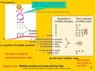 U
3′
5′
5′
Wobble
position
Nucleotide of
of tRNA anticodon
Third nucleotide
of mRNA codon
G
C
A
U
I
xm5
s2
U
xm5
Um
C, U
G
U, C, G, (A)
A, U, G, (C)
U, C, A
A, (G)
U, A, G
A
a) Location of wobble position
(b) Revised wobble rules
Phenylalanine
Copyright © The McGraw-Hill Companies, Inc. Permission required for reproduction or display.
3′
Um
xm5
U
xo5
U
k2
C
A A G
U U
Wobble position and base pairing rulesFigure 13.14
tRNAs that can recognize the same
codon are termed isoacceptor tRNAs
Recognized
very poorly by
the tRNA
 5-methyl-2-thiouridine
 inosine
 5-methyl-2’-O-methyluridine
 5-methyluridine
 lysidine
 2’-O-methyluridine
 5-hydroxyuridine
Copyright ©The McGraw-Hill Companies, Inc. Permission required for reproduction or display 35
You don’t need to
memorize these rules
 