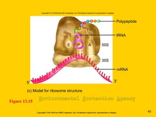 Copyright ©The McGraw-Hill Companies, Inc. Permission required for reproduction or display
Figure 13.15
(c) Model for ribosome structure
Polypeptide
30S
50S
3′5′
tRNA
mRNA
E P A
Copyright © The McGraw-Hill Companies, Inc. Permission required for reproduction or display.
40
 