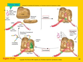 mRNA
UAC
Anticodon
Initiator
tRNA – tRNA
with first
amino acid
AUG
Start codon
AUG
Start codon
UAG
Stop codon
UAG
Stop codon
Completed
polypeptide
Termination
Elongation
(This step
occurs many
times.)
Recycling of translational
components
Release
factor
Small
Large
Ribosomal
subunits
EE
A
E
AP
aa1
aa2
aa3
aa4
aa5
aa1
aa1
3′3′ 5′5′
3′5′
3′
5′
Copyright © The McGraw-Hill Companies, Inc. Permission required for reproduction or display.
P P A
Copyright ©The McGraw-Hill Companies, Inc. Permission required for reproduction or display
Figure 13.16
Initiator tRNA
Initiation
42
 