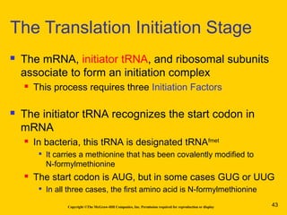 Copyright ©The McGraw-Hill Companies, Inc. Permission required for reproduction or display
 The mRNA, initiator tRNA, and ribosomal subunits
associate to form an initiation complex
 This process requires three Initiation Factors
 The initiator tRNA recognizes the start codon in
mRNA
 In bacteria, this tRNA is designated tRNAfmet

It carries a methionine that has been covalently modified to
N-formylmethionine
 The start codon is AUG, but in some cases GUG or UUG

In all three cases, the first amino acid is N-formylmethionine
The Translation Initiation Stage
43
 