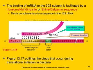 Shine-Dalgarno
sequence
mRNA
5′ 3′A U C U A G U A A G U U C A GG G U CG A GU C A C G C A GU G GG U A
3′
Start
codon
A U U C C C A C A G
C 16S rRNAU
Copyright © The McGraw-Hill Companies, Inc. Permission required for reproduction or display.
Copyright ©The McGraw-Hill Companies, Inc. Permission required for reproduction or display
 The binding of mRNA to the 30S subunit is facilitated by a
ribosomal-binding site or Shine-Dalgarno sequence
 This is complementary to a sequence in the 16S rRNA
 Figure 13.17 outlines the steps that occur during
translational initiation in bacteria
Figure 13.18
Hydrogen bonding
Component of the
30S subunit
44
 