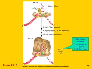 Figure 13.17
70S initiation
complex
This marks the
end of the
initiation stage
Copyright ©The McGraw-Hill Companies, Inc. Permission required for reproduction or display
IF1 and IF3 are released.
IF2 hydrolyzes its GTP and is released.
The 50S subunit associates.
tRNAfMet
IF2
GTP
E AP
3′
5′
3′
5′
70S
initiation
complex
IF1IF3
Initiator tRNA
tRNAfMet
46
 