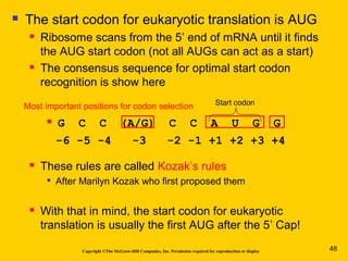 Copyright ©The McGraw-Hill Companies, Inc. Permission required for reproduction or display
 The start codon for eukaryotic translation is AUG
 Ribosome scans from the 5’ end of mRNA until it finds
the AUG start codon (not all AUGs can act as a start)
 The consensus sequence for optimal start codon
recognition is show here
Start codon
 G C C (A/G) C C A U G G
-6 -5 -4 -3 -2 -1 +1 +2 +3 +4
Most important positions for codon selection
 These rules are called Kozak’s rules

After Marilyn Kozak who first proposed them
 With that in mind, the start codon for eukaryotic
translation is usually the first AUG after the 5’ Cap!
48
 