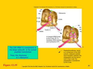 Figure 13.19
The 23S rRNA (a component of
the large subunit) is the actual
peptidyl transferase
Thus, the ribosome
is a ribozyme!
Copyright ©The McGraw-Hill Companies, Inc. Permission required for reproduction or display
Copyright © The McGraw-Hill Companies, Inc. Permission required for reproduction or display.
3′
P site
Codon 3
Codon 4
mRNA
E site
A site
aa1
aa2
aa3
Ribosome
aa1
aa2
aa3
E
AP
aa4
A charged tRNA binds
to the A site. EF-Tu
facilitates tRNA binding
and hydrolyzes GTP.
Peptidyltransferase, which
is a component of the 50S
subunit, catalyzes peptide
bond formation between the
polypeptide and the amino
acid in the A site.The
polypeptide is transferred
to the A site.
5′
5′
3′
51
 