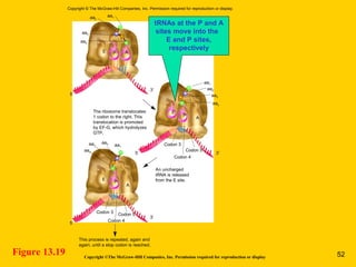 Figure 13.19
tRNAs at the P and A
sites move into the
E and P sites,
respectively
Copyright ©The McGraw-Hill Companies, Inc. Permission required for reproduction or display
Codon 4
Codon 5
Codon 3
3′5′
aa1
aa2
aa3
aa4
aa1aa2
aa3
E A
A
Codon 4
Codon 5
Codon 3
3′
5′
aa1
aa2aa3
aa4
E
A
P
P
aa4
This process is repeated, again and
again, until a stop codon is reached.
An uncharged
tRNA is released
from the E site.
The ribosome translocates
1 codon to the right. This
translocation is promoted
by EF-G, which hydrolyzes
GTP.
5′
3′
E
P
Copyright © The McGraw-Hill Companies, Inc. Permission required for reproduction or display.
52
 