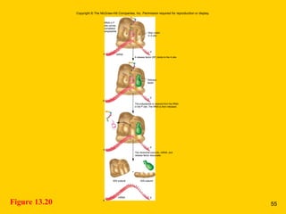 Figure 13.20
3′
5′
Stop codon
in A site
tRNA in P
site carries
completed
polypeptide
E A
3′
5′
E A
mRNA
A release factor (RF) binds to the A site.
The polypeptide is cleaved from the tRNA
in the P site. The tRNA is then released.
The ribosomal subunits, mRNA, and
release factor dissociate.
Release
factor
3′
+
3′
5′
5′
50S subunit 30S subunit
mRNA
Copyright © The McGraw-Hill Companies, Inc. Permission required for reproduction or display.
P
P
55
 
