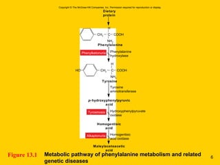 Metabolic pathway of phenylalanine metabolism and related
genetic diseases
Figure 13.1
Dietary
protein
CH2
NH2
Phenylalanine
Tyrosine
Phenylalanine
hydroxylase
Tyrosine
aminotransferase
Hydroxyphenylpyruvate
oxidase
Homogentisic
acid oxidase
p-hydroxyphenylpyruvic
acid
Homogentisic
acid
Maleylacetoacetic
acid
Phenylketonuria
Tyrosinosis
Alkaptonuria
COOHC
CH2HO COOHC
H
H
NH2
Copyright © The McGraw-Hill Companies, Inc. Permission required for reproduction or display.
6
 