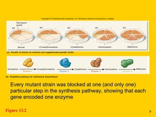 Figure 13.2
Every mutant strain was blocked at one (and only one)
particular step in the synthesis pathway, showing that each
gene encoded one enzyme
1
3
4
1
3
1
3
1
3
1
2
3
Copyright © The McGraw-Hill Companies, Inc. Permission required for reproduction or display.
Neurospora
growth
WT WT WT WT WT
2
Minimal +O–acetylhomoserine +Cystathionine +Homocysteine +Methionine
(a) Growth of strains on minimal and supplemented growth media
(b) Simplified pathway for methionine biosynthesis
Homoserine O–acetylhomoserine Cystathionine Homocysteine Methionine
Enzyme 1 Enzyme 2 Enzyme 3 Enzyme 4
4 2 4 2 4 2 4
9
 
