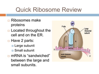 Translation mutation ppt | PPTX