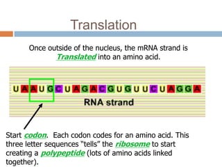 Translation
      Once outside of the nucleus, the mRNA strand is
             Translated into an amino acid.




Start codon. Each codon codes for an amino acid. This
three letter sequences “tells” the ribosome to start
creating a polypeptide (lots of amino acids linked
together).
 