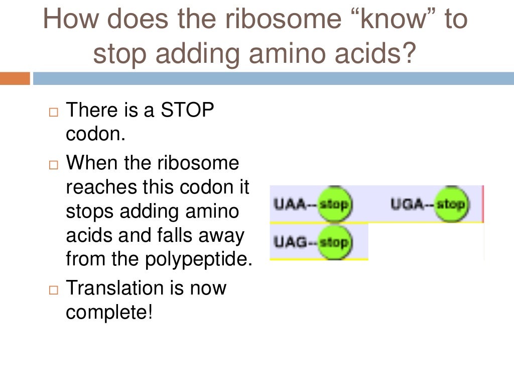 Translation Mutation Ppt