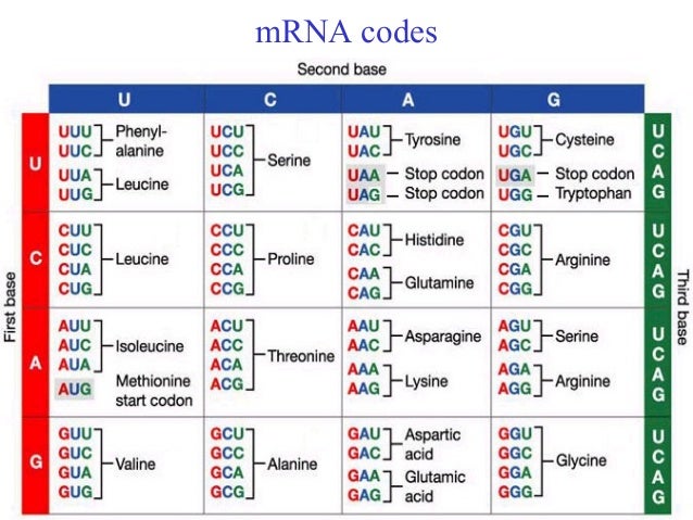 How many nucleotides make up a codon?