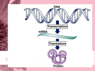 Second Step Of Protein Synthesis
Translation:
 