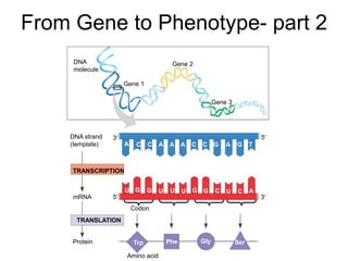 From Gene to Phenotype- part 2
DNA
molecule
Gene 1
Gene 2
Gene 3
DNA strand
(template)
TRANSCRIPTION
mRNA
Protein
TRANSLATION
Amino acid
A C C A A A C C G A G T
U G G U U U G G C U C A
Trp Phe Gly Ser
Codon
3 5
3
5
 