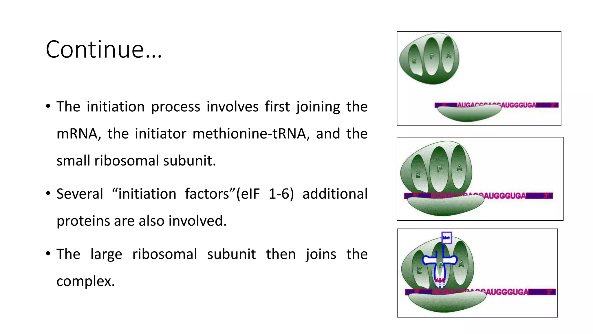 Continue…
• The initiation process involves first joining the
mRNA, the initiator methionine-tRNA, and the
small ribosomal subunit.
• Several “initiation factors”(eIF 1-6) additional
proteins are also involved.
• The large ribosomal subunit then joins the
complex.
 