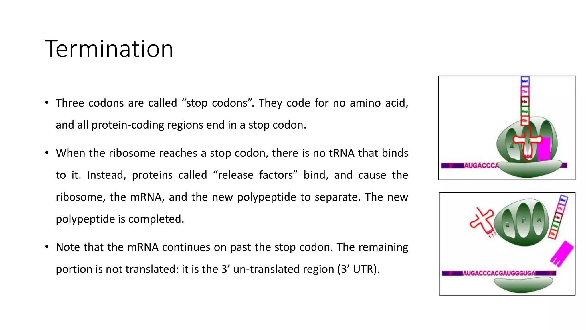 Termination
• Three codons are called “stop codons”. They code for no amino acid,
and all protein-coding regions end in a stop codon.
• When the ribosome reaches a stop codon, there is no tRNA that binds
to it. Instead, proteins called “release factors” bind, and cause the
ribosome, the mRNA, and the new polypeptide to separate. The new
polypeptide is completed.
• Note that the mRNA continues on past the stop codon. The remaining
portion is not translated: it is the 3’ un-translated region (3’ UTR).
 