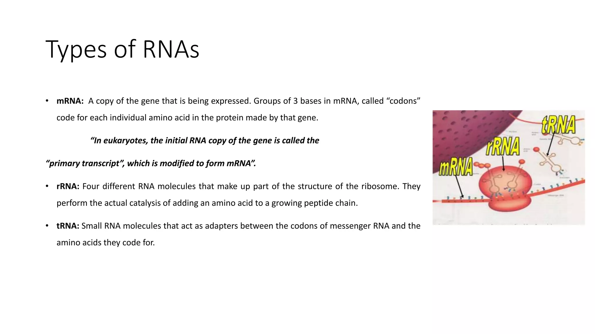 Types of RNAs
• mRNA: A copy of the gene that is being expressed. Groups of 3 bases in mRNA, called “codons”
code for each individual amino acid in the protein made by that gene.
“In eukaryotes, the initial RNA copy of the gene is called the
“primary transcript”, which is modified to form mRNA”.
• rRNA: Four different RNA molecules that make up part of the structure of the ribosome. They
perform the actual catalysis of adding an amino acid to a growing peptide chain.
• tRNA: Small RNA molecules that act as adapters between the codons of messenger RNA and the
amino acids they code for.
 