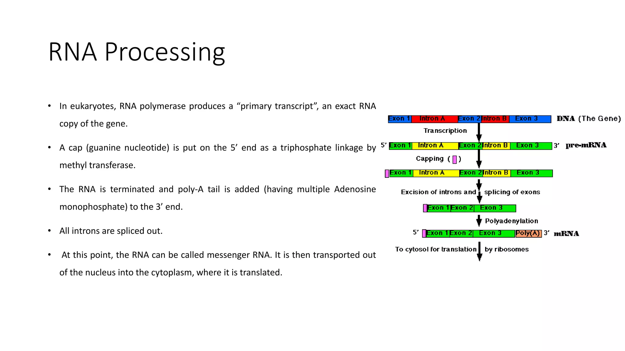 RNA Processing
• In eukaryotes, RNA polymerase produces a “primary transcript”, an exact RNA
copy of the gene.
• A cap (guanine nucleotide) is put on the 5’ end as a triphosphate linkage by
methyl transferase.
• The RNA is terminated and poly-A tail is added (having multiple Adenosine
monophosphate) to the 3’ end.
• All introns are spliced out.
• At this point, the RNA can be called messenger RNA. It is then transported out
of the nucleus into the cytoplasm, where it is translated.
 