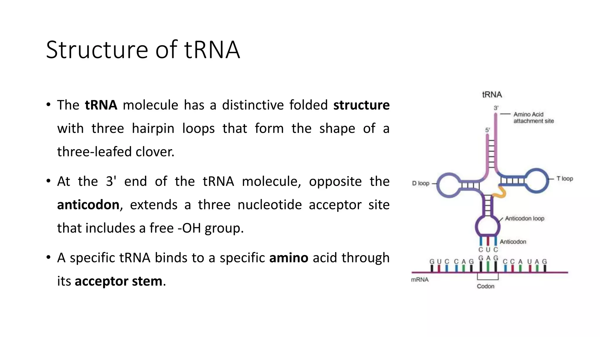 Structure of tRNA
• The tRNA molecule has a distinctive folded structure
with three hairpin loops that form the shape of a
three-leafed clover.
• At the 3' end of the tRNA molecule, opposite the
anticodon, extends a three nucleotide acceptor site
that includes a free -OH group.
• A specific tRNA binds to a specific amino acid through
its acceptor stem.
 