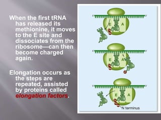 When the first tRNA 
has released its 
methionine, it moves 
to the E site and 
dissociates from the 
ribosome—can then 
become charged 
again. 
Elongation occurs as 
the steps are 
repeated, assisted 
by proteins called 
elongation factors. 
 