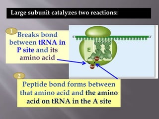 Large subunit catalyzes two reactions: 
Breaks bond 
between tRNA in 
P site and its 
amino acid 
Peptide bond forms between 
that amino acid and the amino 
acid on tRNA in the A site 
1 
2 
 
