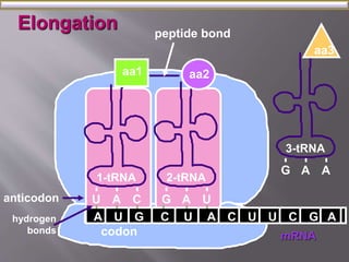 aa1 aa2 
aa3 
A U G C U A C U U C G 
mRNA 
1-tRNA 2-tRNA 
U A C G 
A U 
A 
anticodon 
hydrogen 
bonds codon 
peptide bond 
3-tRNA 
G A A 
Elongation 
 