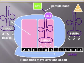 aa1 
aa3 
A U G C U A C U U C G 
mRNA 
1-tRNA 
2-tRNA 
U A C 
G 
aa2 
A U 
A 
peptide bond 
3-tRNA 
G A A 
Ribosomes move over one codon 
(leaves) 
 