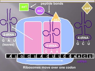 aa4 
mRNA 
2-tRNA 
G 
aa1 
aa2 
A U 
aa3 
A U G C U A C U U C G 
A 
peptide bonds 
3-tRNA 
G A A 
4-tRNA 
G C U 
A C U 
(leaves) 
Ribosomes move over one codon 
 