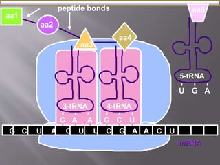aa5 
5-tRNA 
mRNA 
aa1 
aa2 
aa3 
aa4 
G C U A C U U C G 
A 
peptide bonds 
3-tRNA 
G A A 
4-tRNA 
G C U 
A C U 
U G A 
 