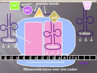 aa5 
5-tRNA 
mRNA 
aa1 
aa2 
peptide bonds 
aa4 
G C U A C U U C G 
A 
3-tRNA 
G A A 
aa3 
4-tRNA 
G C U 
A C U 
U G A 
Ribosomes move over one codon 
 